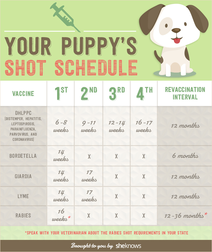 Puppy Vaccination Schedule Printable That Are Mesmerizing 