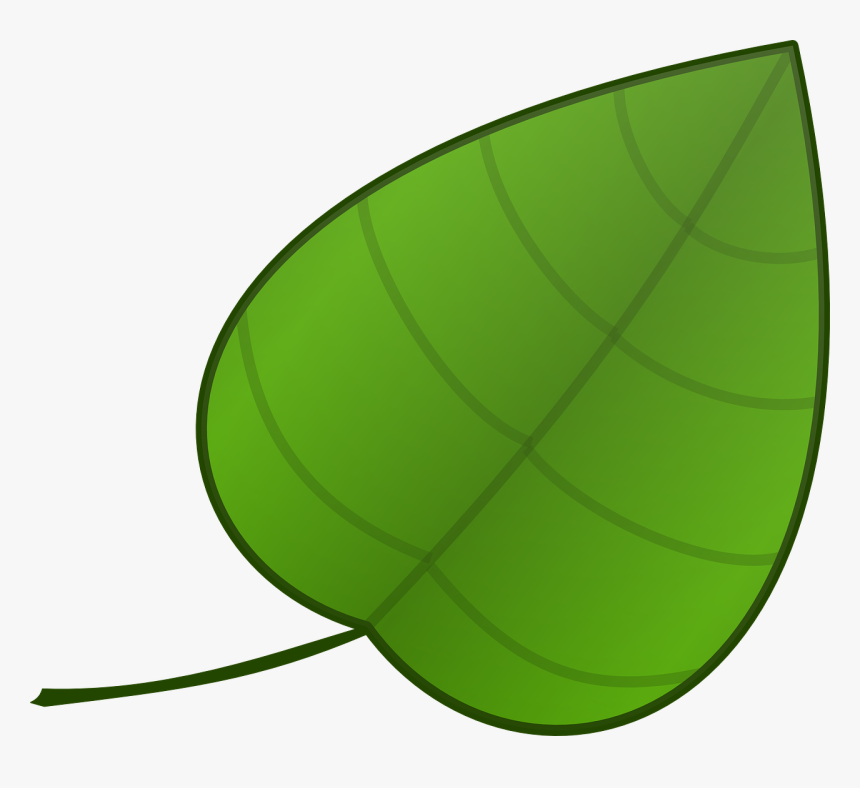 Simple Green Leaf Template HD Png Download Transparent 