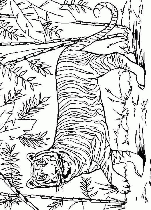 Tiger Coloring Pages Coloringpages1001