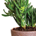 6 Types Of Succulents You Should Grow Right Now Jade
