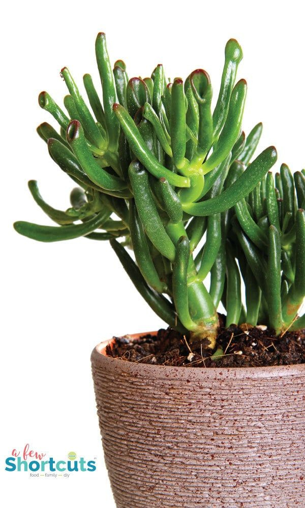 6 Types Of Succulents You Should Grow Right Now Jade 