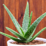 Aloe Vera How To Care For Aloe Vera Plants The Old