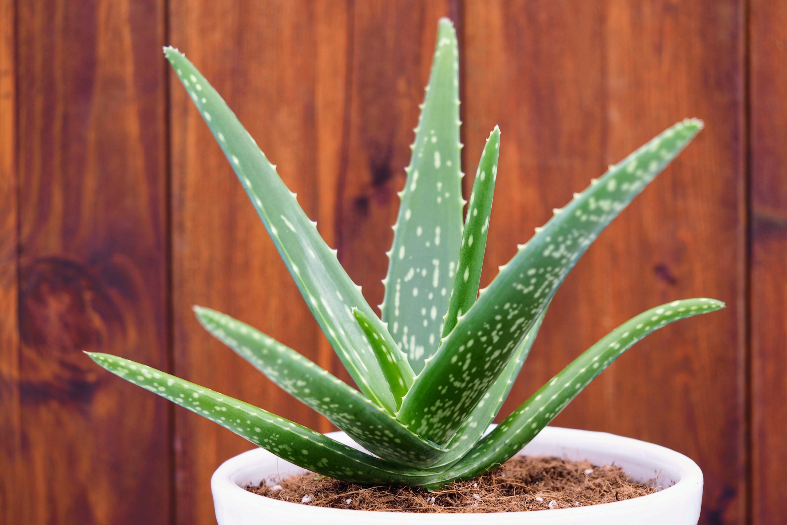 Aloe Vera How To Care For Aloe Vera Plants The Old 