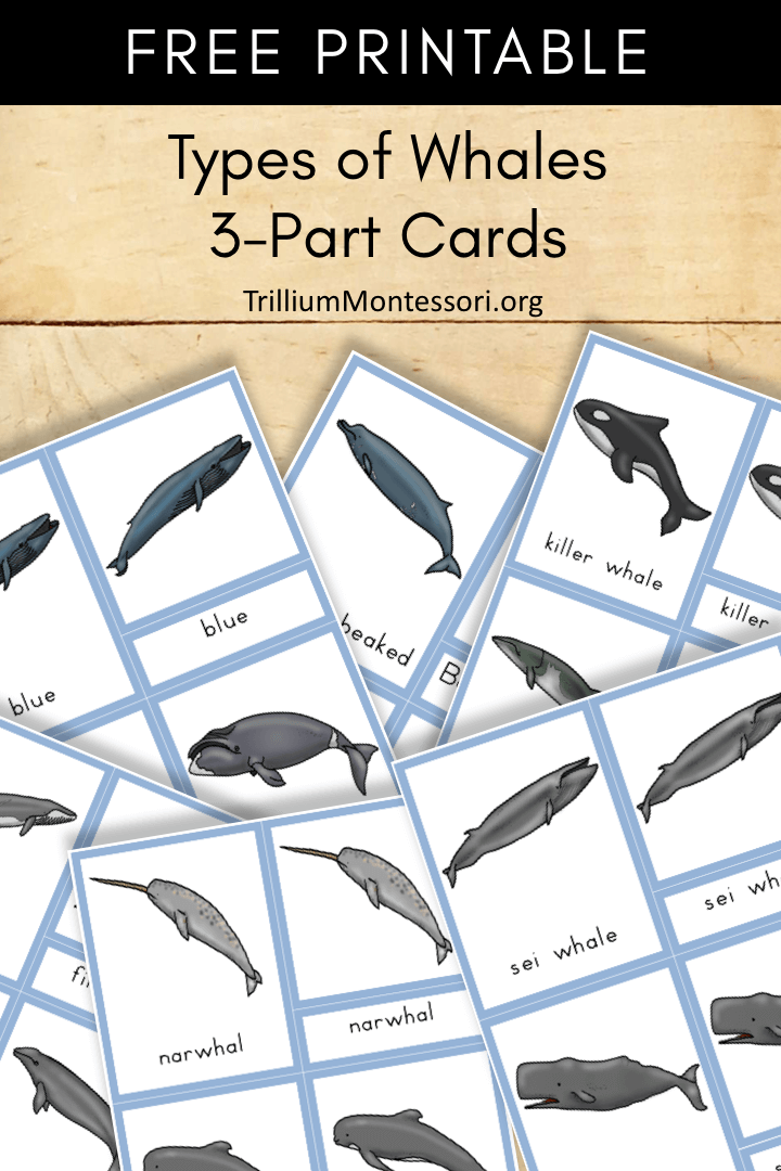Free Printable Types Of Whales Trillium Montessori