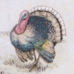 Free Thanksgiving Clip Art Turkey Postcard The