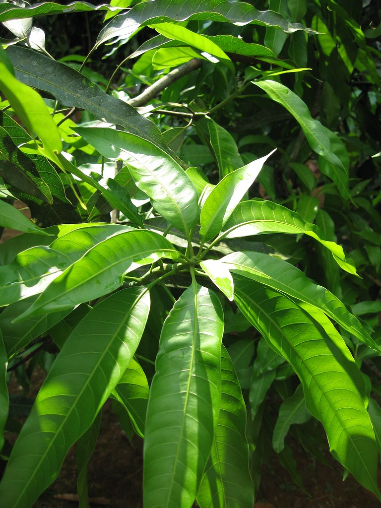 Jungle Leaves We Were Shown Many Many Different Herbs 