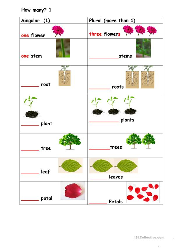 Plants Singular Plural Worksheet Free ESL Printable 