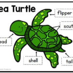 Sea Turtles Kindergarten Science NGSS Sea Turtle