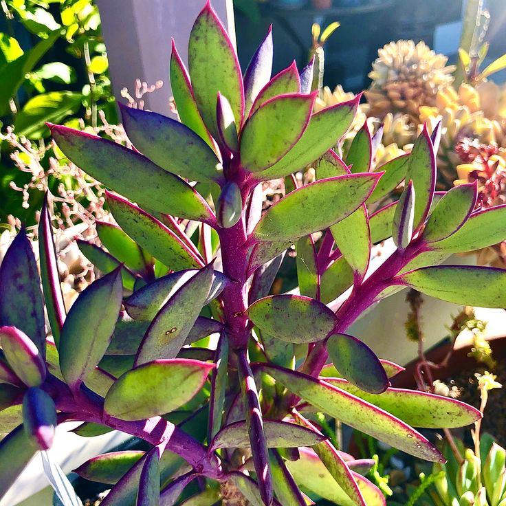 Succulent Purple In 2020 Plant Leaves Cactus Garden 