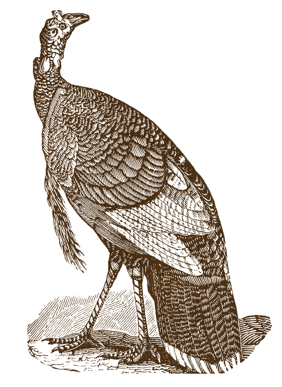Vintage Thanksgiving Clip Art Turkeys The Graphics Fairy