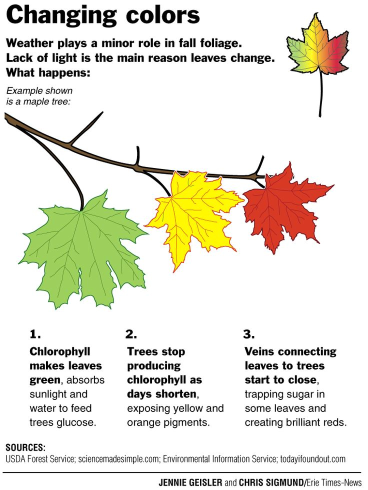 Why Leaves Change Color Horticulture Education Tree 