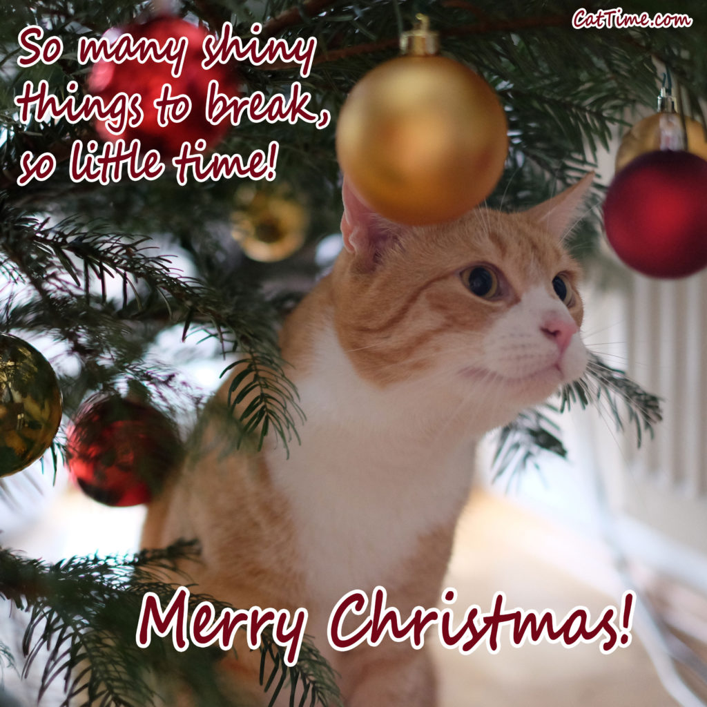 15 Cat Christmas E Cards You Can Share With Your Friends 