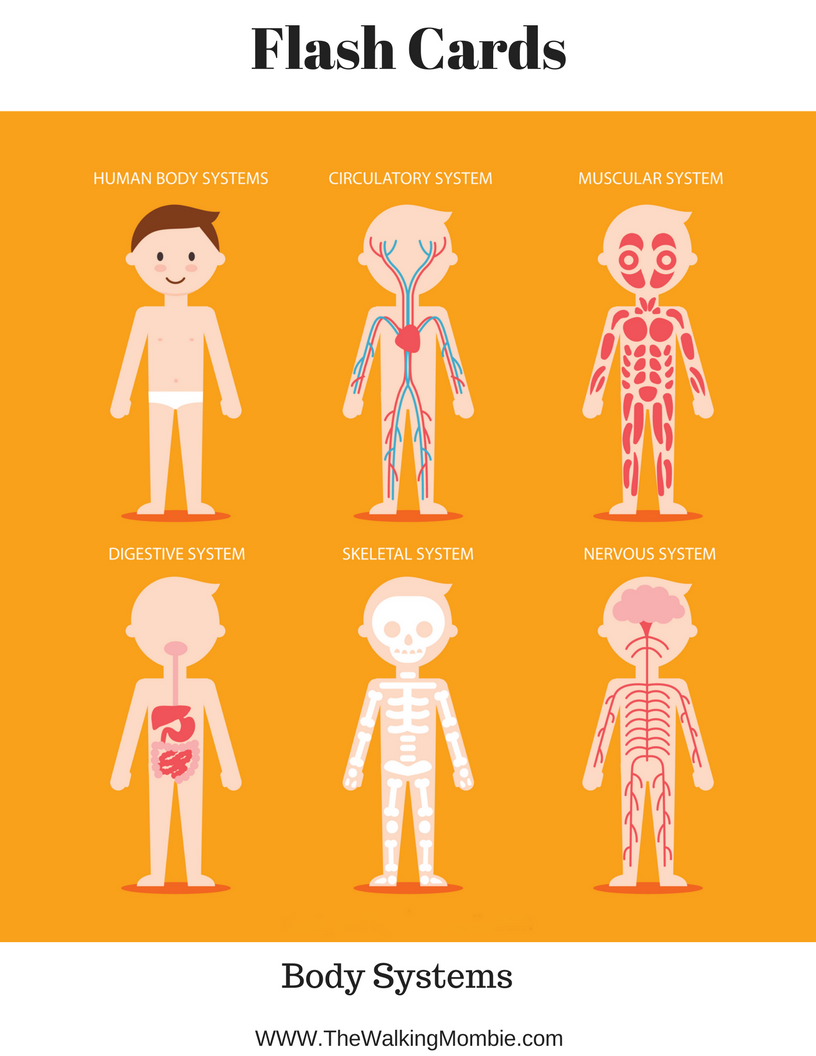 Anatomy Of The Human Body Free Printables For Kids 