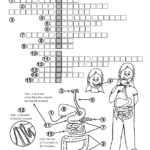 Body Structures Crossword Puzzle Digestive System