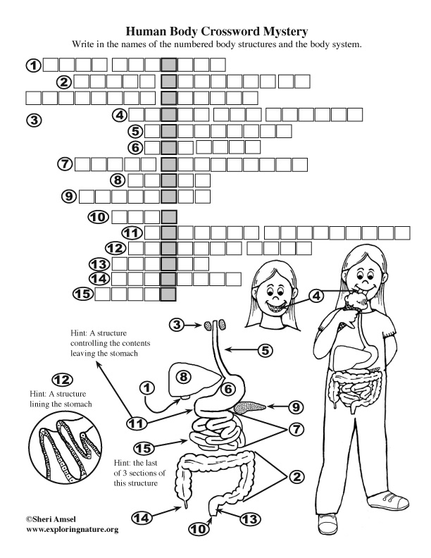 Body Structures Crossword Puzzle Digestive System