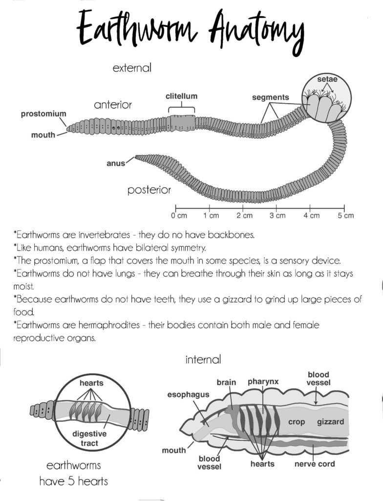 Earthworm Homeschool Lesson Plan Tiaras Tantrums In