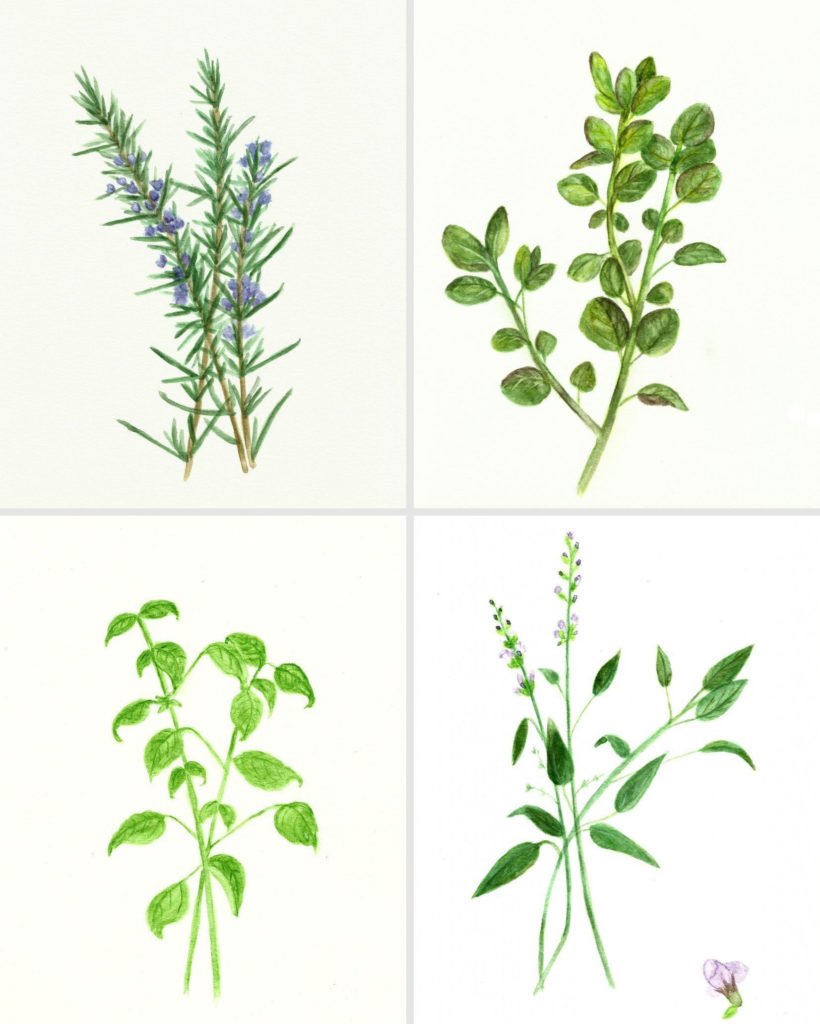 Free Herb Watercolor Printables Rosemary And Oregano