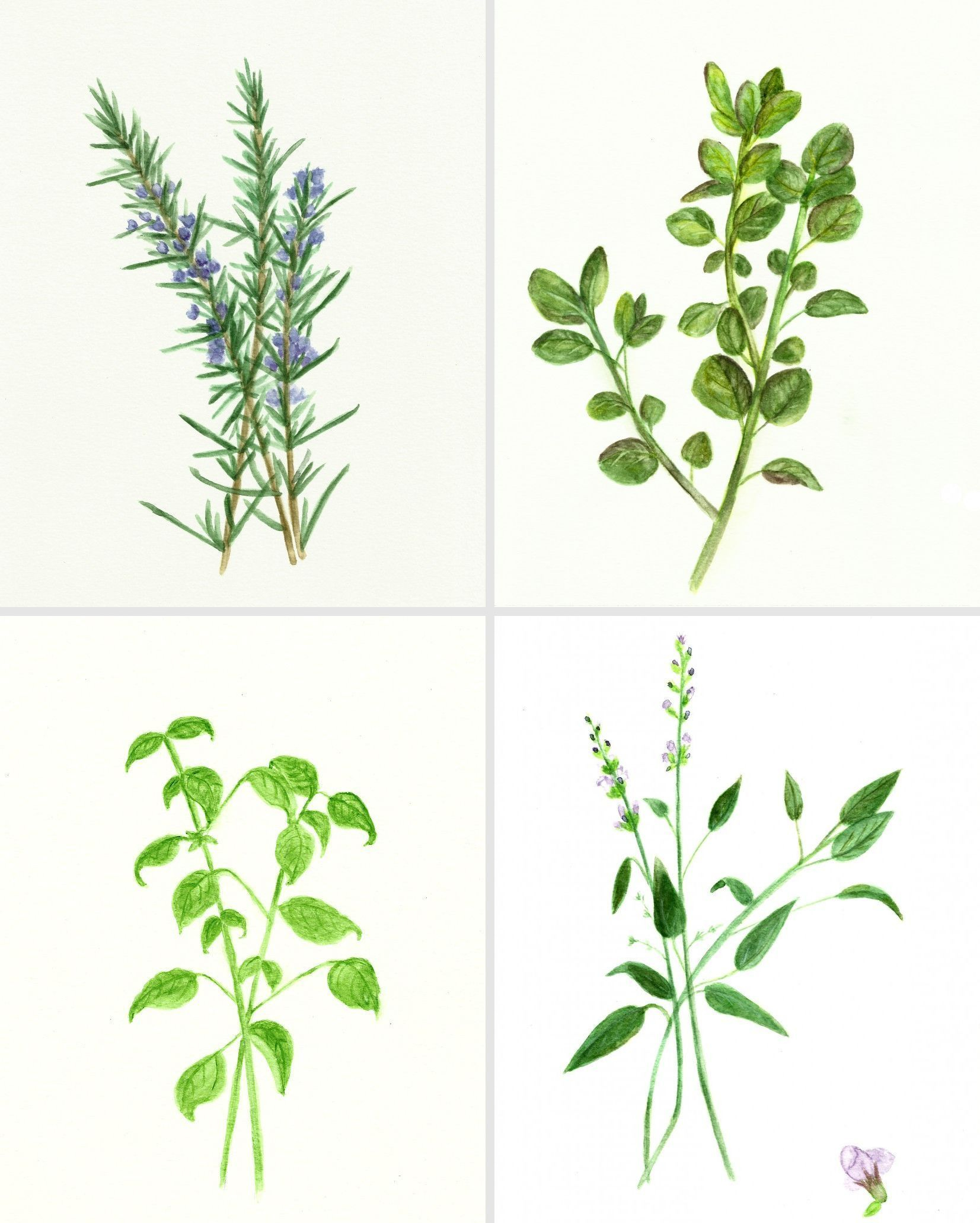 Free Herb Watercolor Printables Rosemary And Oregano 