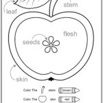 Free Printable Apple Worksheets Apples Where They E From Preschool