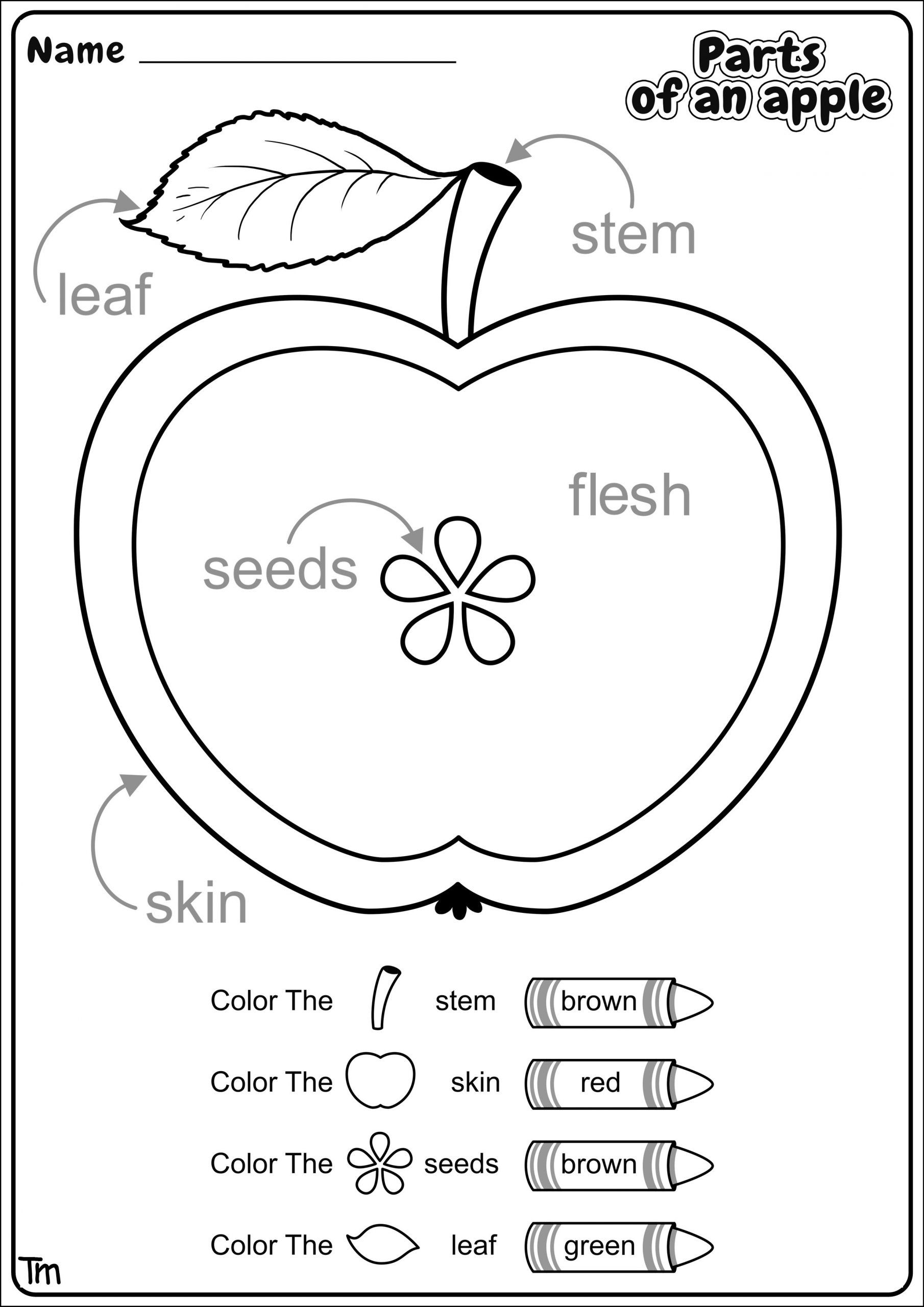 Free Printable Apple Worksheets Apples Where They E From Preschool 