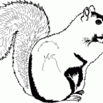 Free Printable Squirrel Coloring Pages For Kids