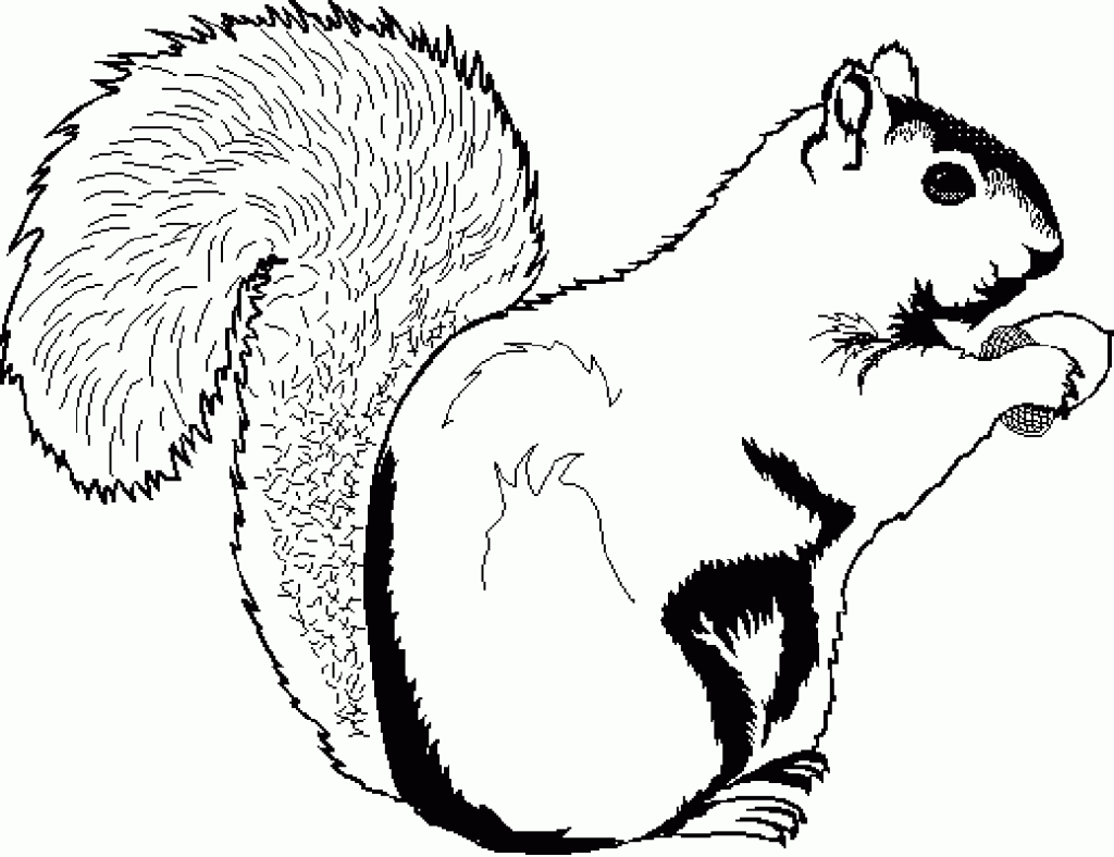 Free Printable Squirrel Coloring Pages For Kids