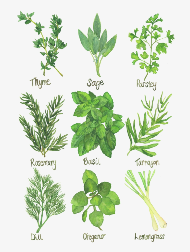 Herb Chart Kitchen Art Watercolor Print Herb Chart