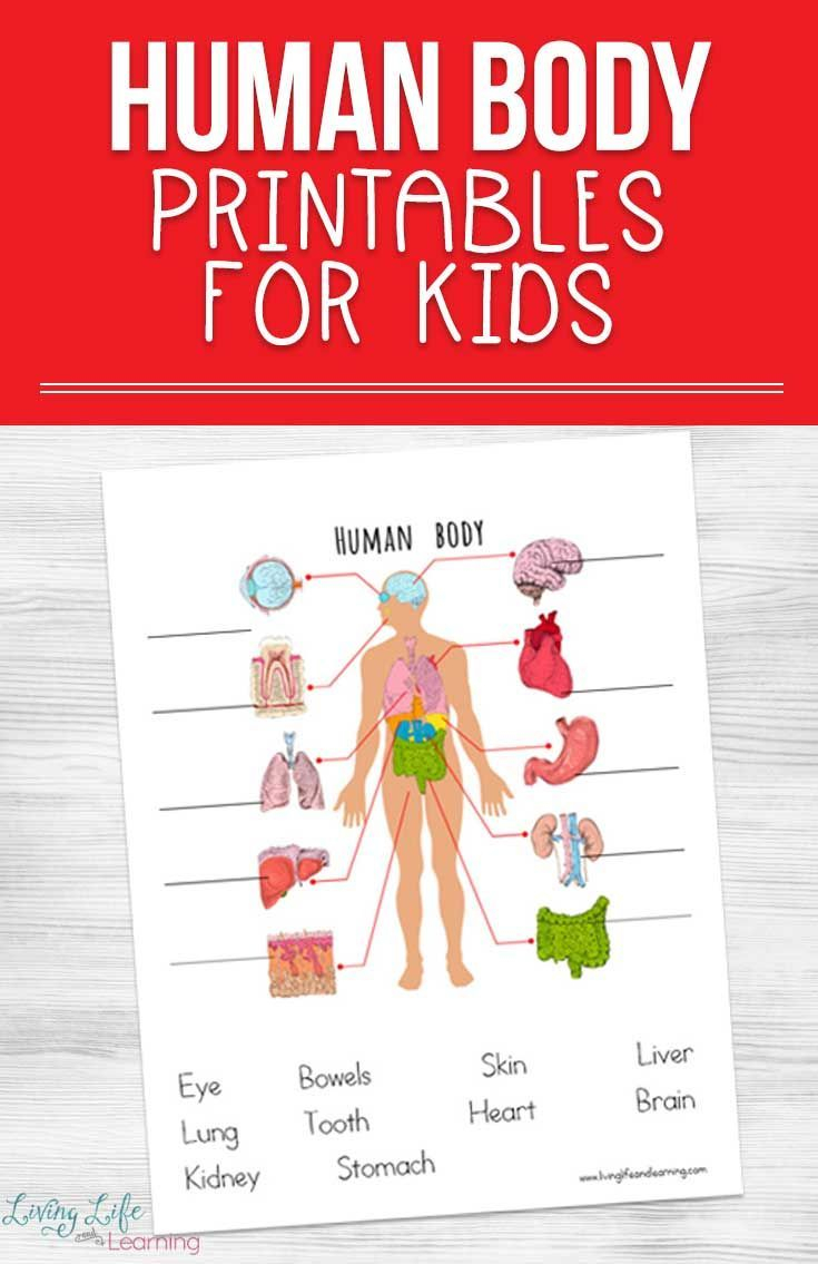 Human Body Printables F r Kinder BILDUNG2 Human Body Printables 