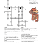 Human Body Systems Crossword Puzzle Pdf