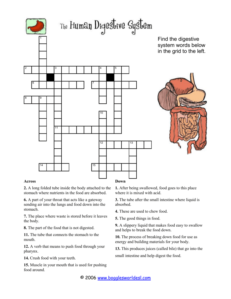 Human Body Systems Crossword Puzzle Pdf
