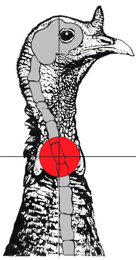 Printable Turkey Targets For Shooting Printable Turkey Shooting 