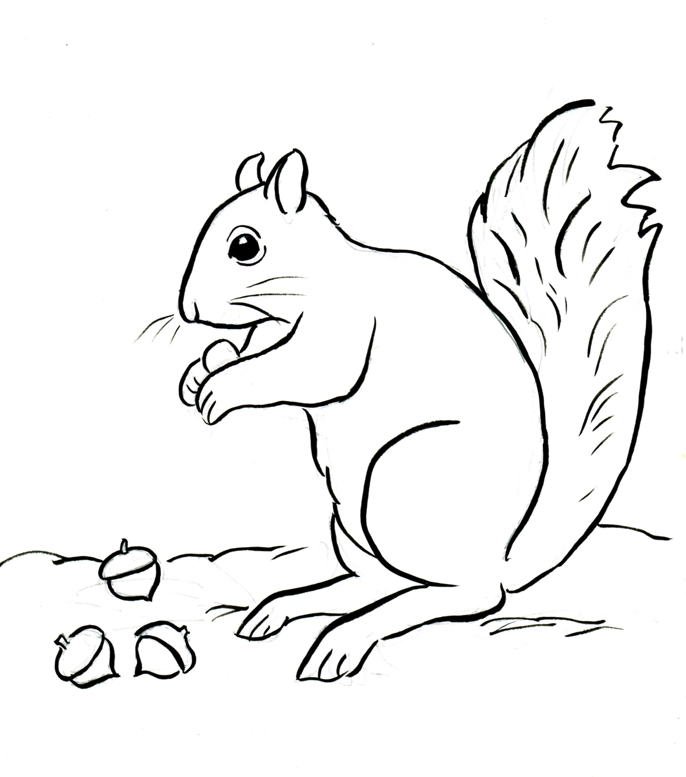 Squirrel Coloring Page Art Starts