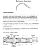 Virtual Earthworm Dissection Worksheet The Earth Images