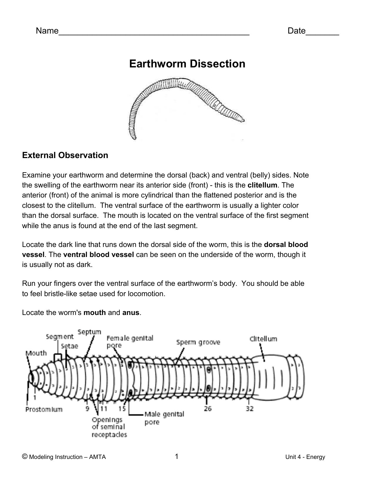 Virtual Earthworm Dissection Worksheet The Earth Images 